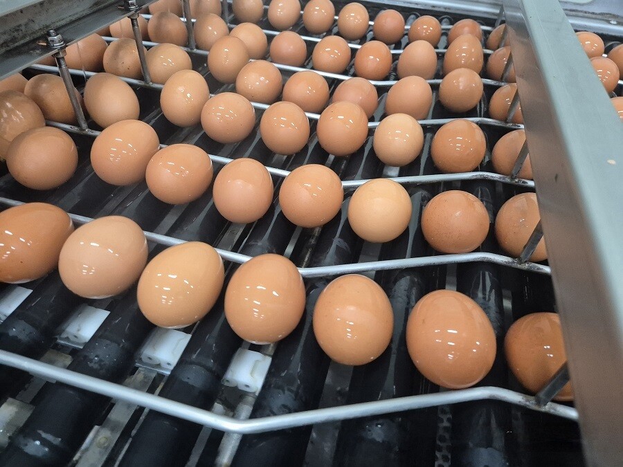 태국산 신선란 첫 수입…계란 한 판 ...