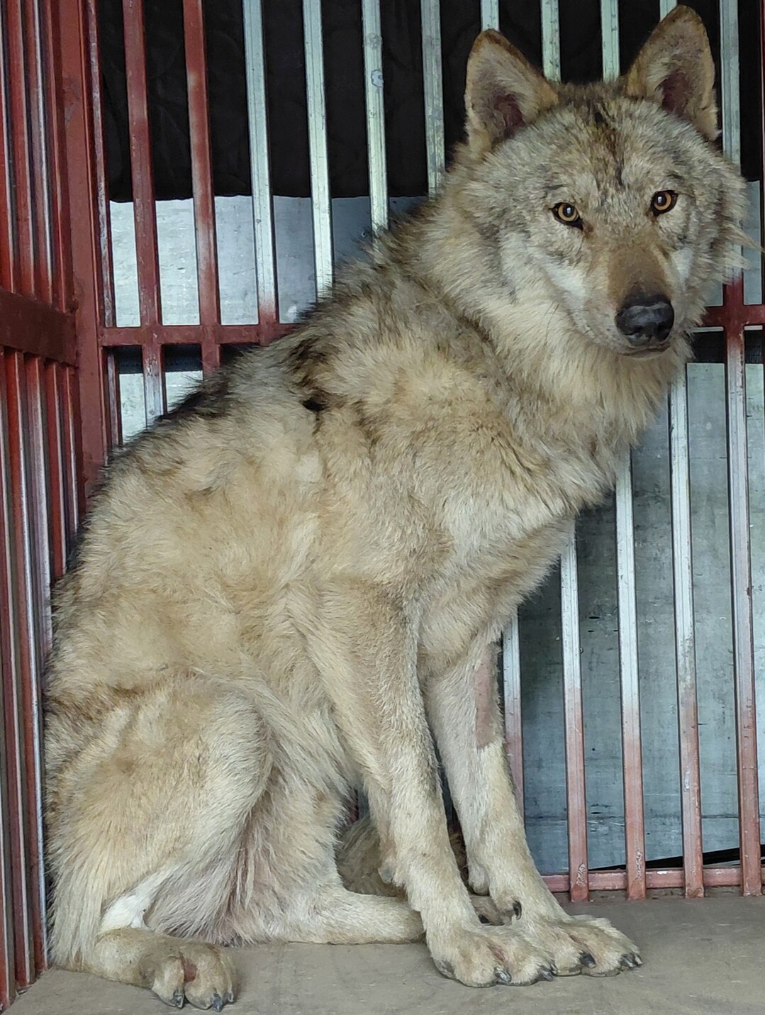 탈출 9일 만에 돌아온 